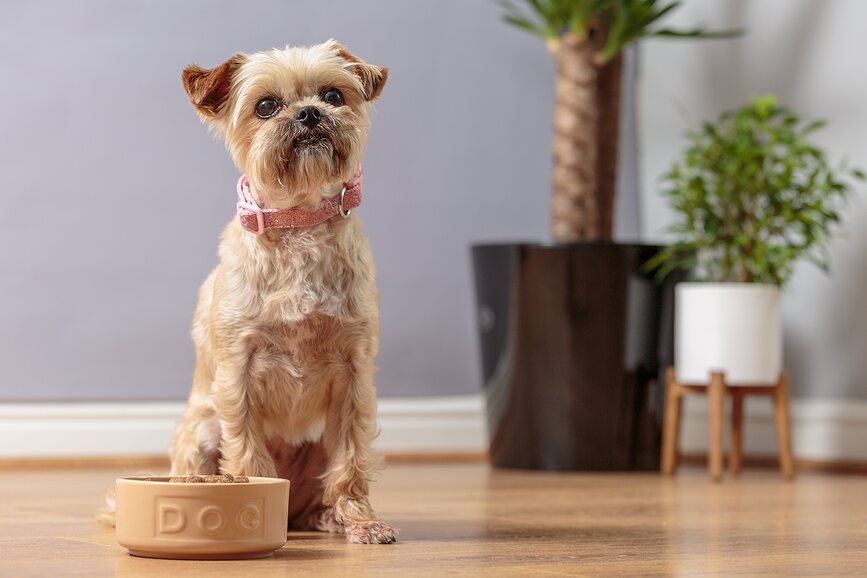 Cuenco para Perro Petware Cane 20 cm