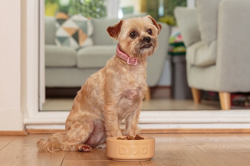 Cuenco para Perro Petware Cane 20 cm