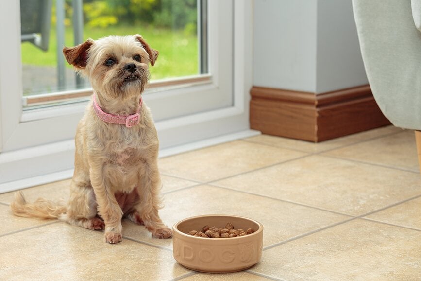 Cuenco para Perro Petware Cane 20 cm