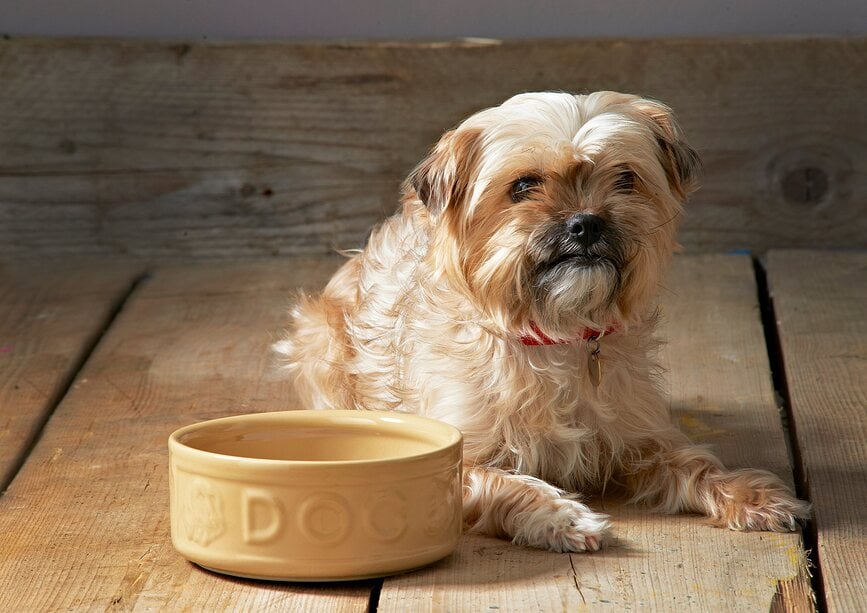 Cuenco para Perro Petware Cane 20 cm