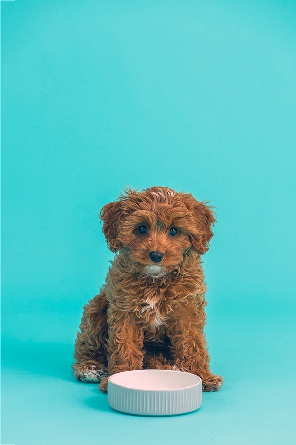 Embossed Gamelle pour chien 15 cm, grise