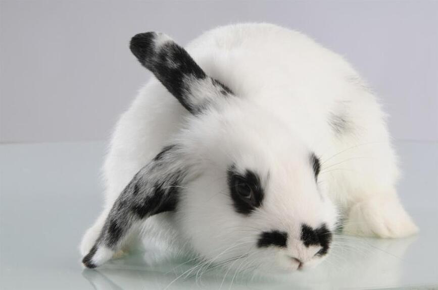 Petware Cane Bol pour lapin, 13 cm