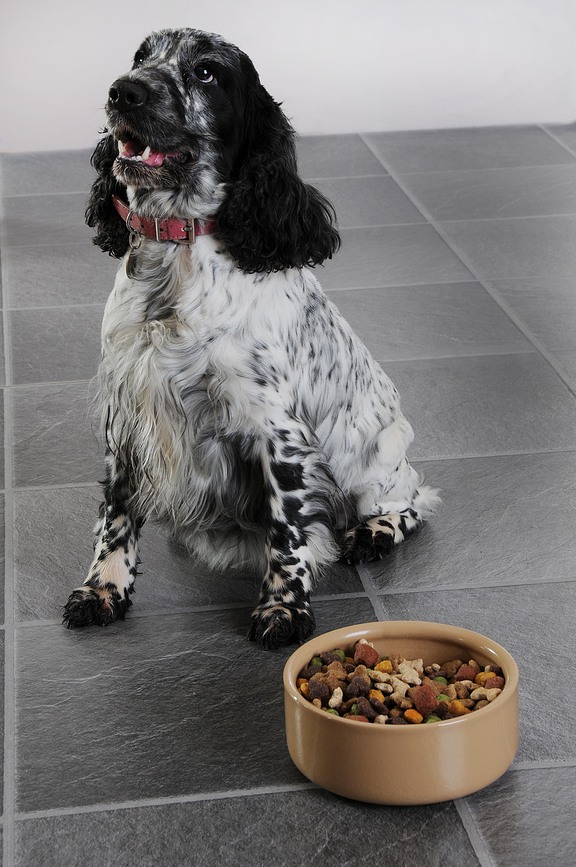 Petware Cane Gamelle pour Chien lisse, 18 cm