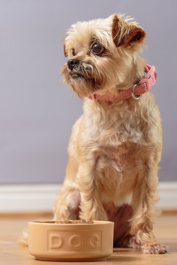 Petware Cane Gamelle 20 cm