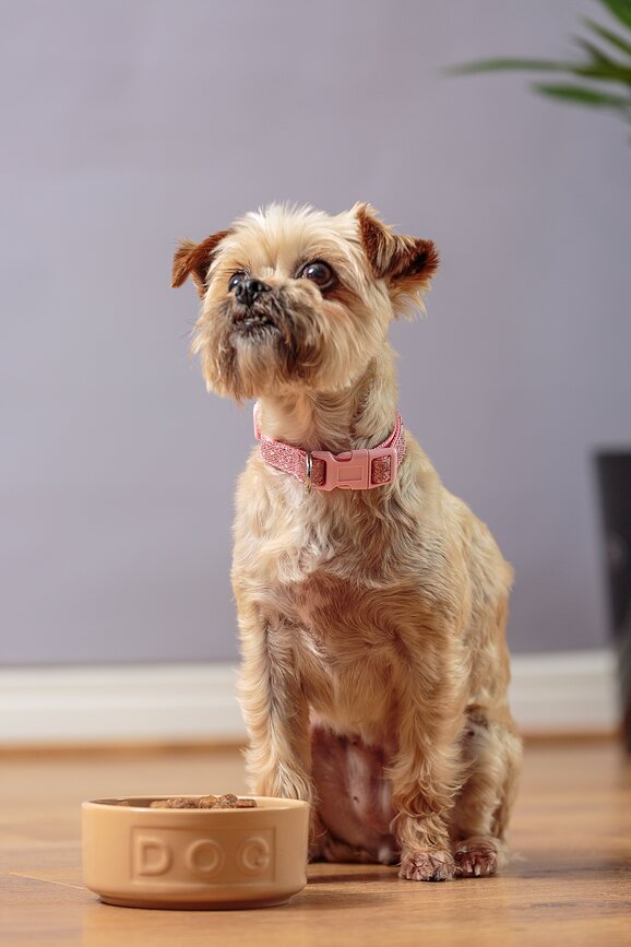 Petware Cane Μπολ για Σκύλο, 20 εκ.