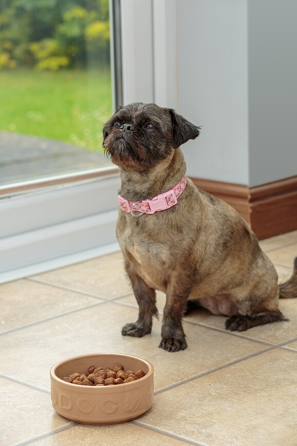 Petware Cane Posoda za psa, 20 cm