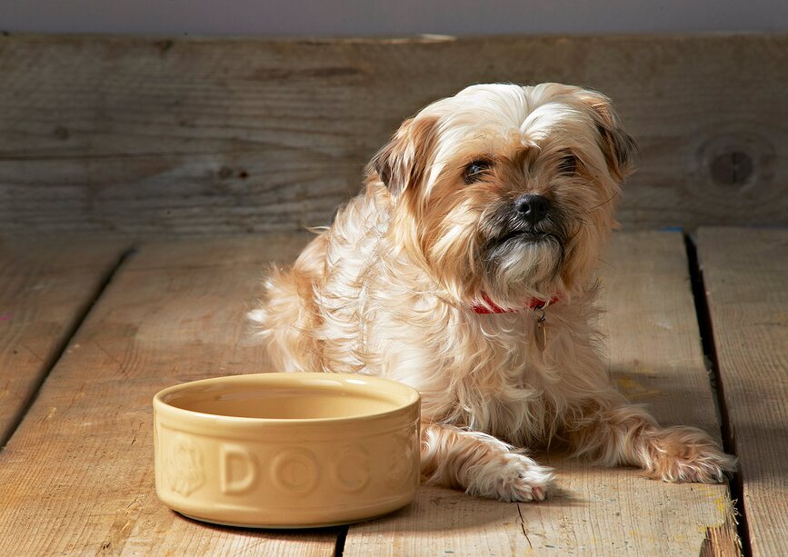 Petware Cane Posuda za psa 20 cm