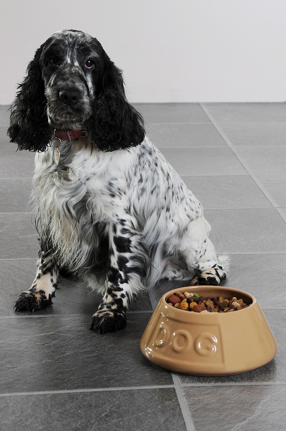 Petware Non Tip Gamelle pour Chien 21 cm, grise