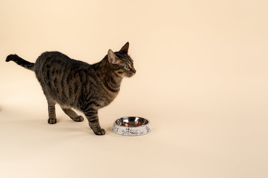 Cuenco para Gato Muurla Moomin 80