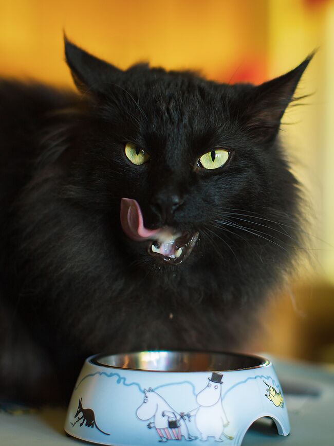 Muurla Moomin ΜΠΟΛ, για σκύλο ή γάτα, S, ροζ