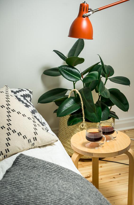 Olo Verres à Café, Lot de 2