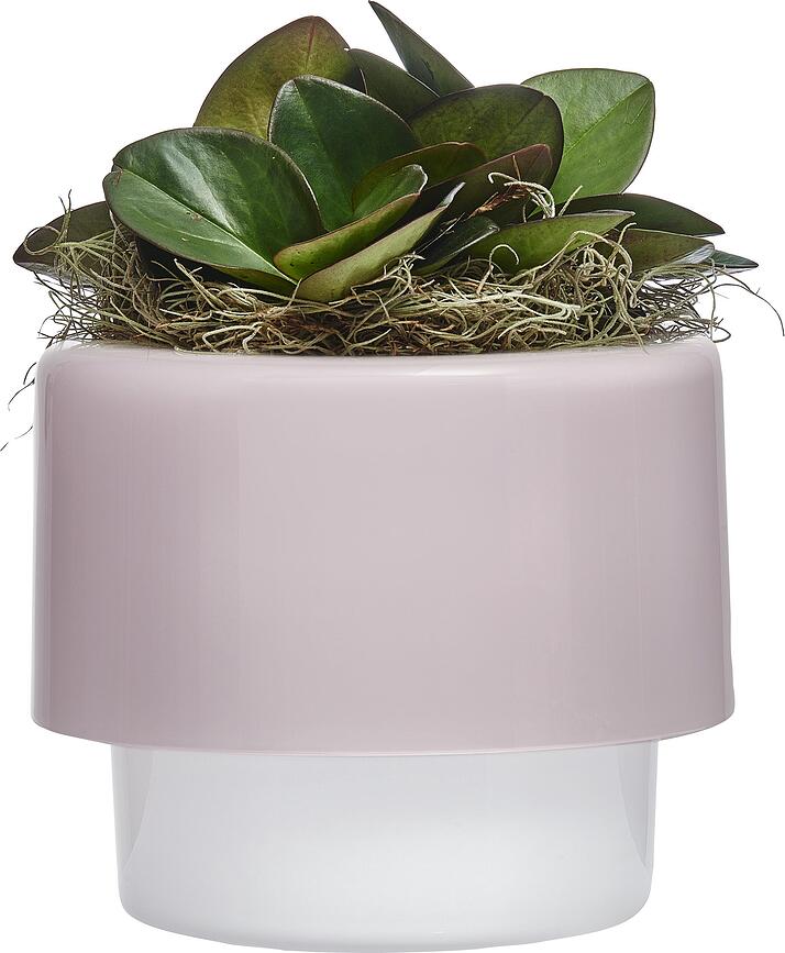 Roots Κασπώ, καπνιστό, 18 cm