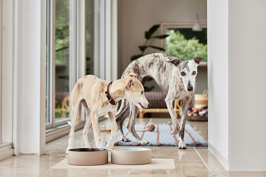 Alfombrilla para perro Koko, 34 x 50 cm, azul claro