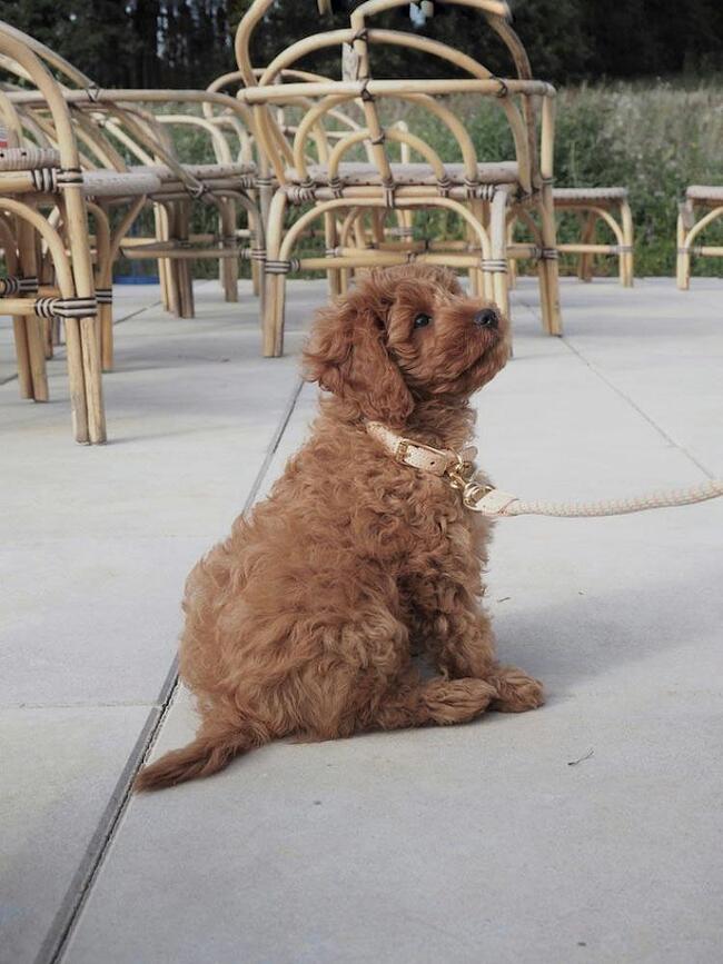 Collar para perro Perry, 35 cm, beige