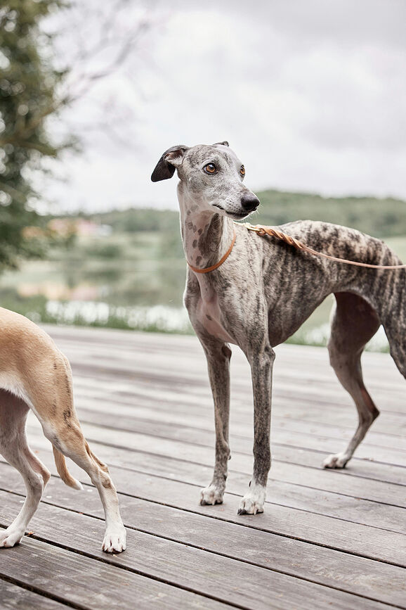 Collar para perro Robin, 46 cm, naranja