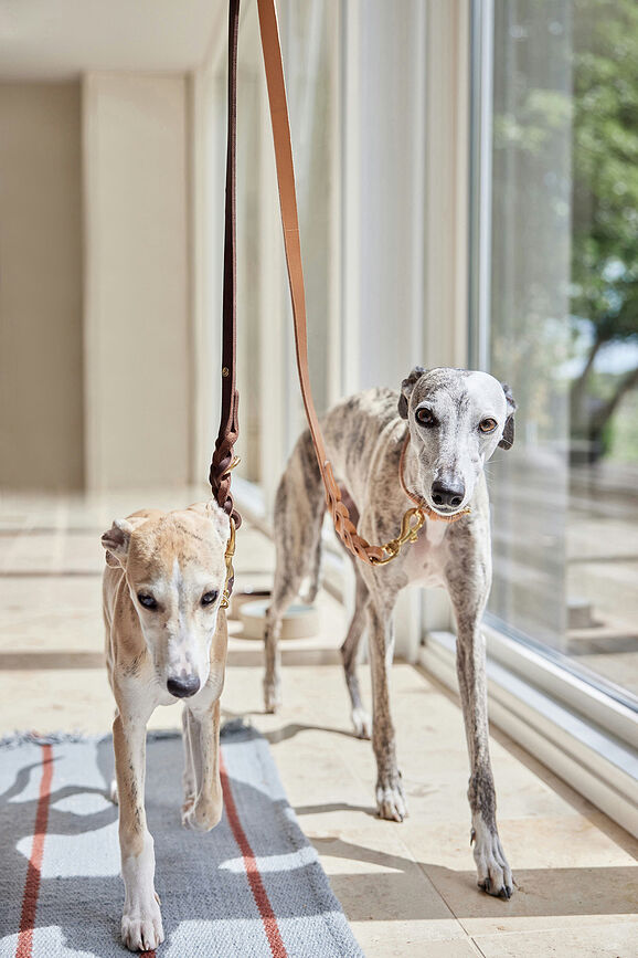 Correa para Perro Robin, 200 cm, naranja