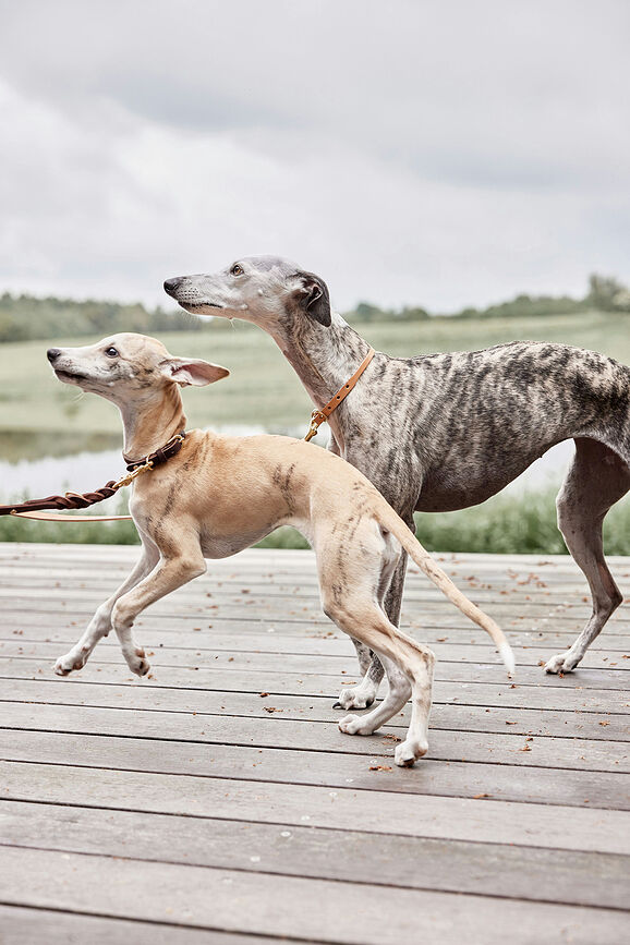 Correa para Perro Robin, 200 cm, naranja