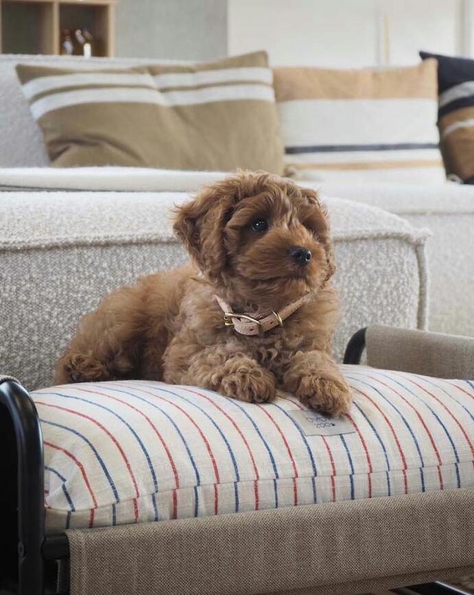 Milo Ležaj za Psa 52 cm