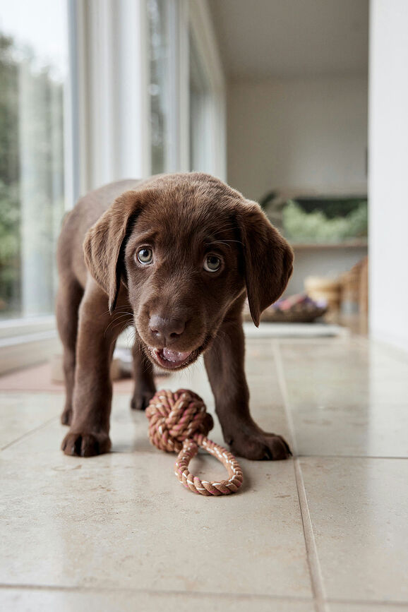 Otto Igračka za psa plava