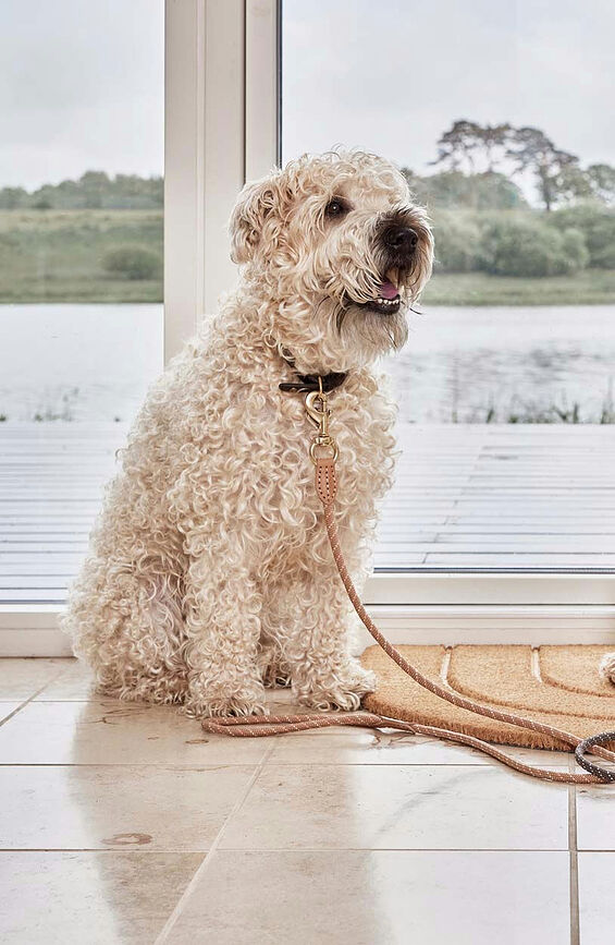 Perry Laisse pour Chien 160 cm, caramel