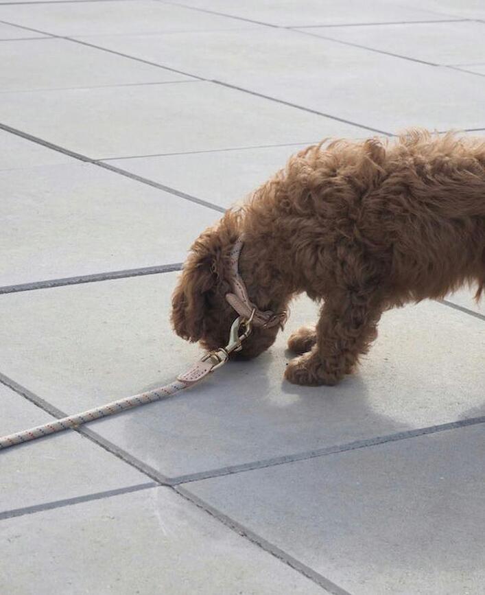 Perry Κολάρο Σκύλου, 46 cm, μπεζ