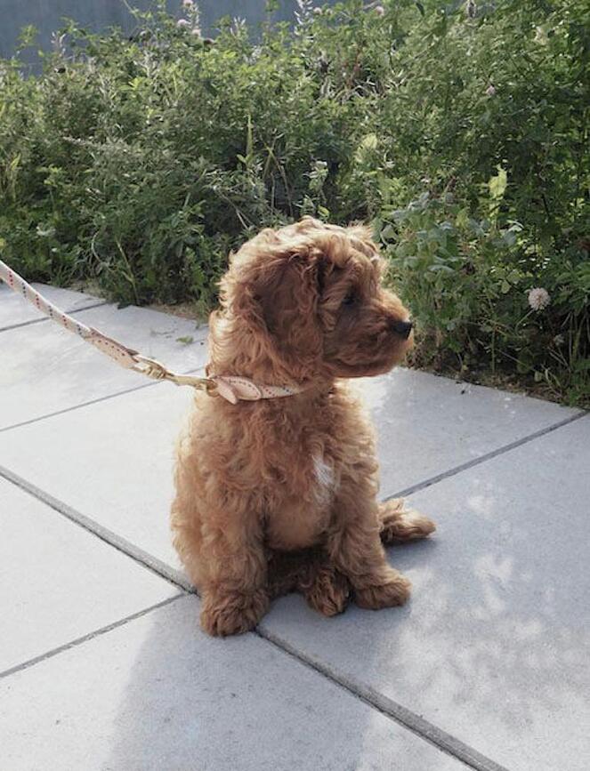 Perry Κολάρο Σκύλου, 46 cm, μπεζ