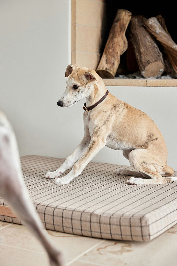 Robin Collier pour Chien, 46 cm, orange