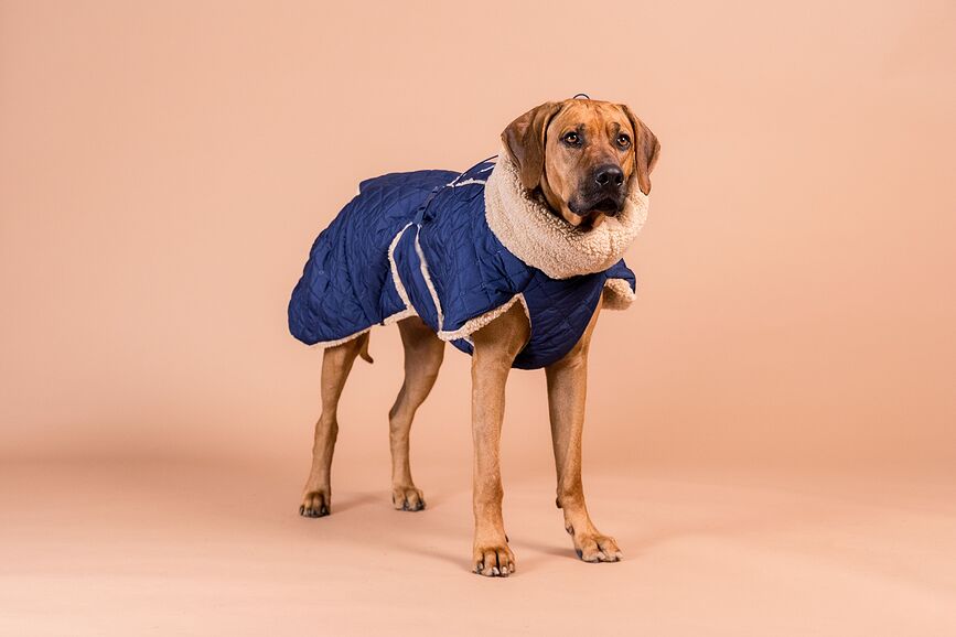 Abrigo para Perro acolchado Sherpa Paikka, 45 cm, azul marino