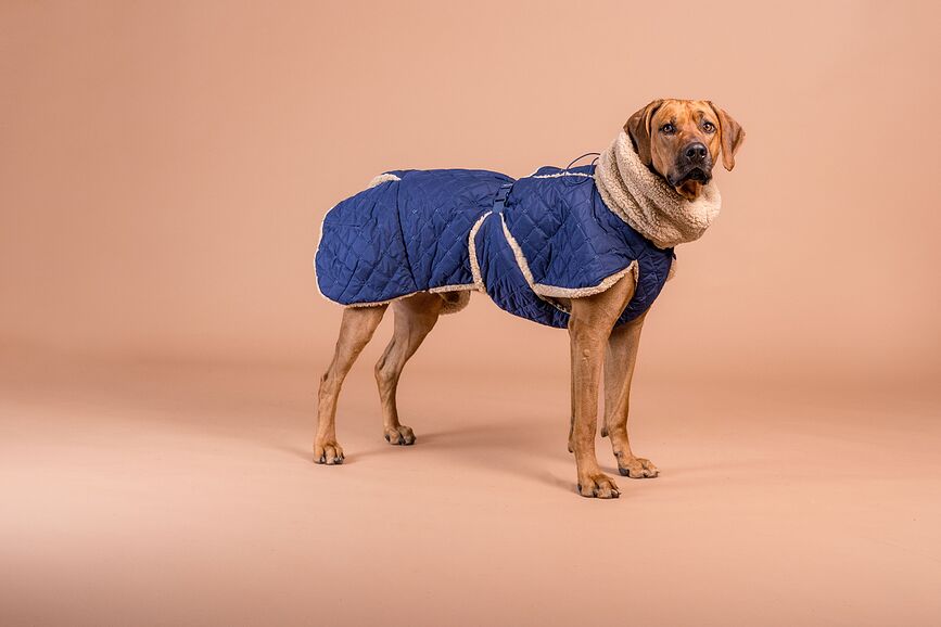 Abrigo para Perro acolchado Sherpa Paikka, 45 cm, azul marino