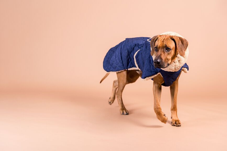 Abrigo para Perro acolchado Sherpa Paikka, 45 cm, azul marino