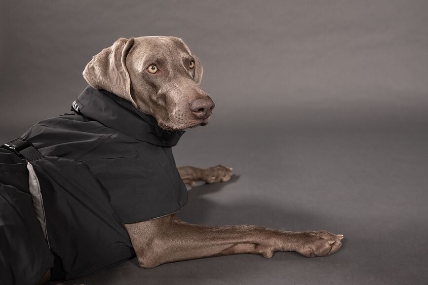 Abrigo para Perro Paikka Visibility Winter, 45 cm, negro