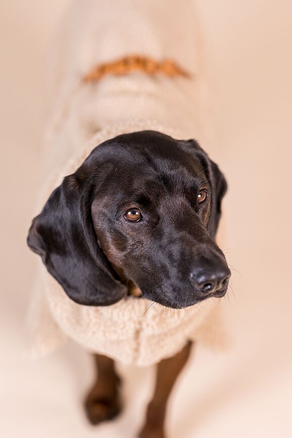 Abrigo para Perro Sherpa Paikka, 35 cm, color topo