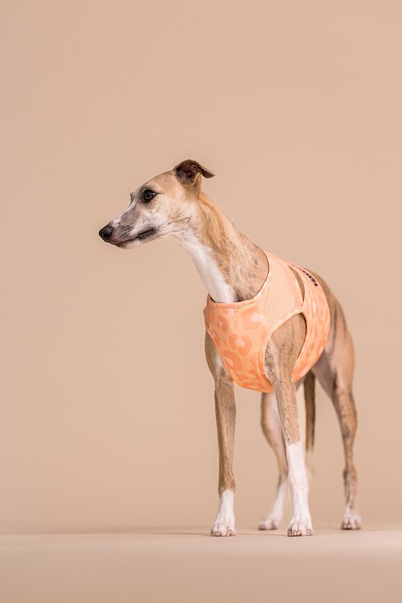 Chaleco refrigerante para perro Paikka, talla XL, melocotón