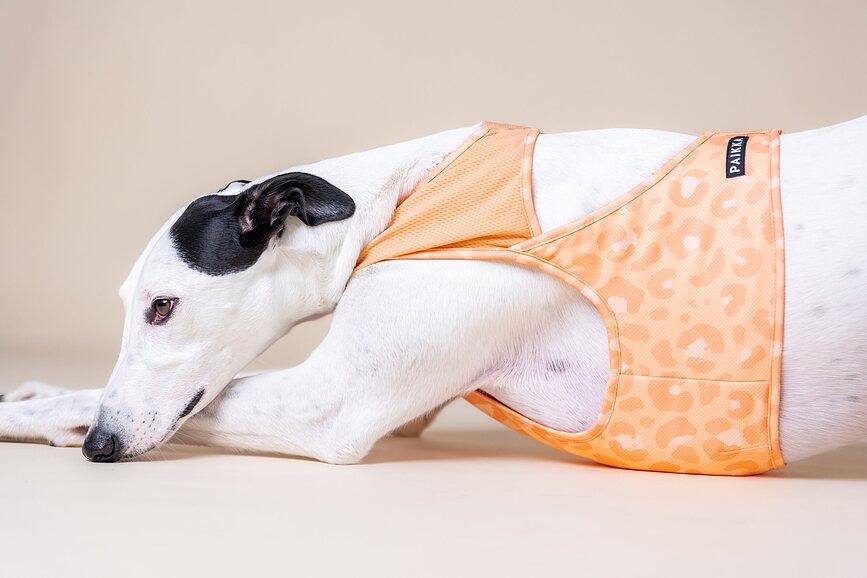 Chaleco refrigerante para perro Paikka, talla XL, melocotón