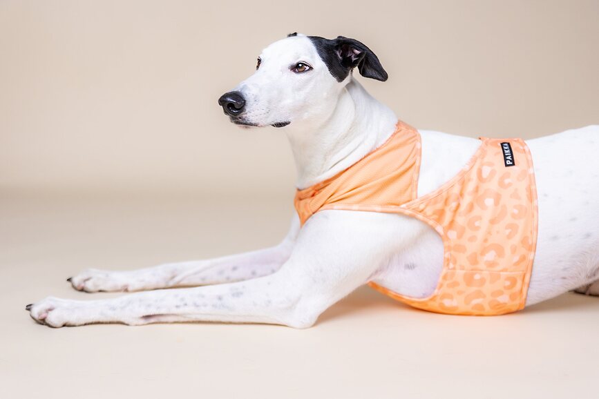 Chaleco refrigerante para perro Paikka, talla XL, melocotón