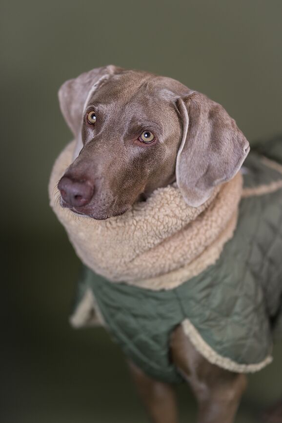 Chaqueta para perro acolchada Sherpa Paikka, 55 cm, color oliva