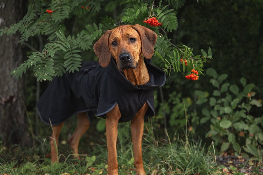 Chaqueta para Perro Softshell Paikka Recovery, 70 cm, negra
