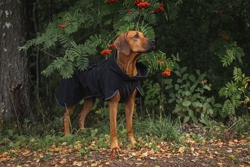 Chaqueta para Perro Softshell Paikka Recovery, 70 cm, negra