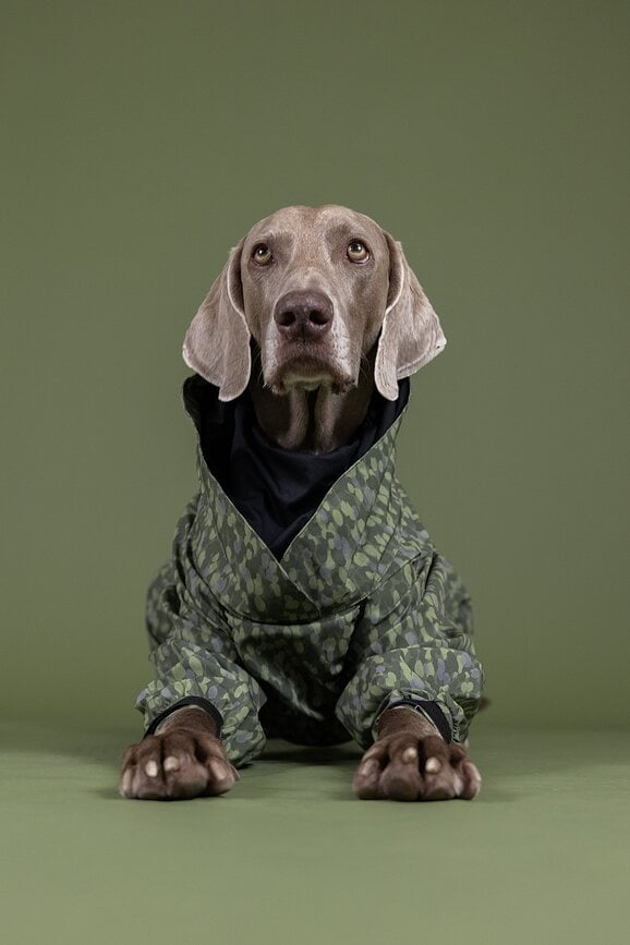 Chubasquero para Perro Paikka, 70 cm, verde