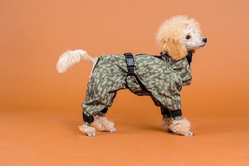 Chubasquero para Perro Paikka, 70 cm, verde