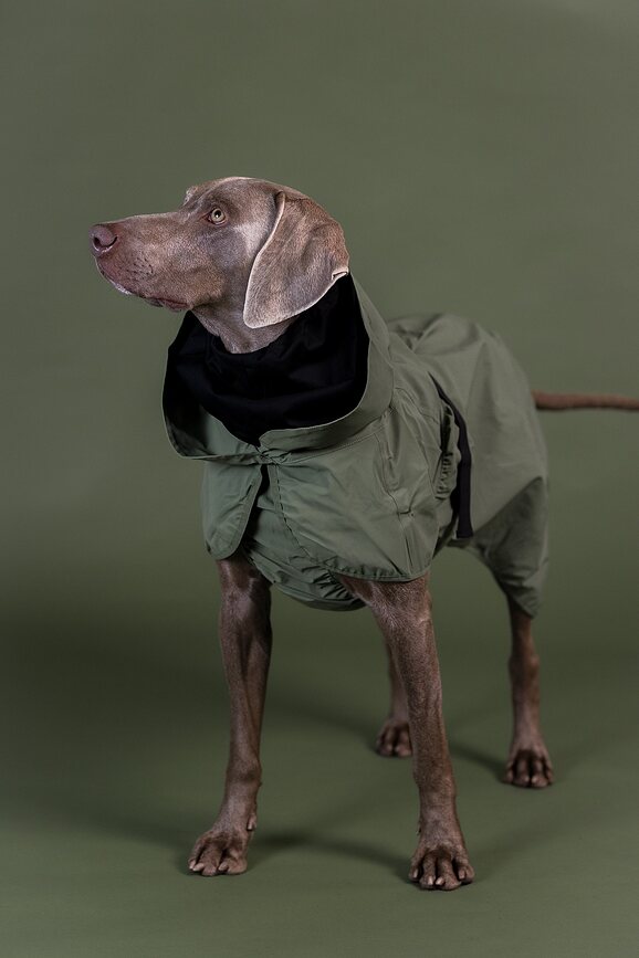 Impermeable reflectante para Perro Paikka, 45 cm, verde
