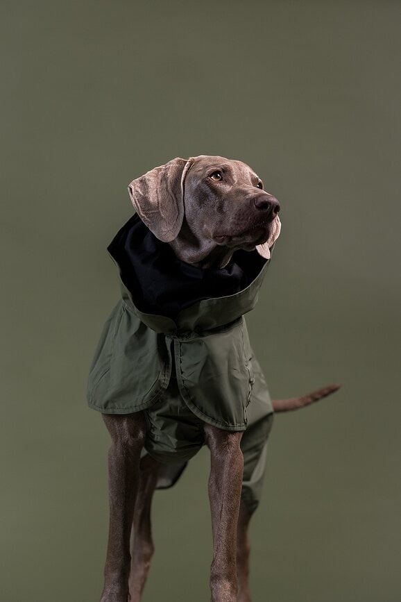 Impermeable reflectante para Perro Paikka, 45 cm, verde