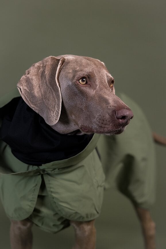 Impermeable reflectante para Perro Paikka, 45 cm, verde