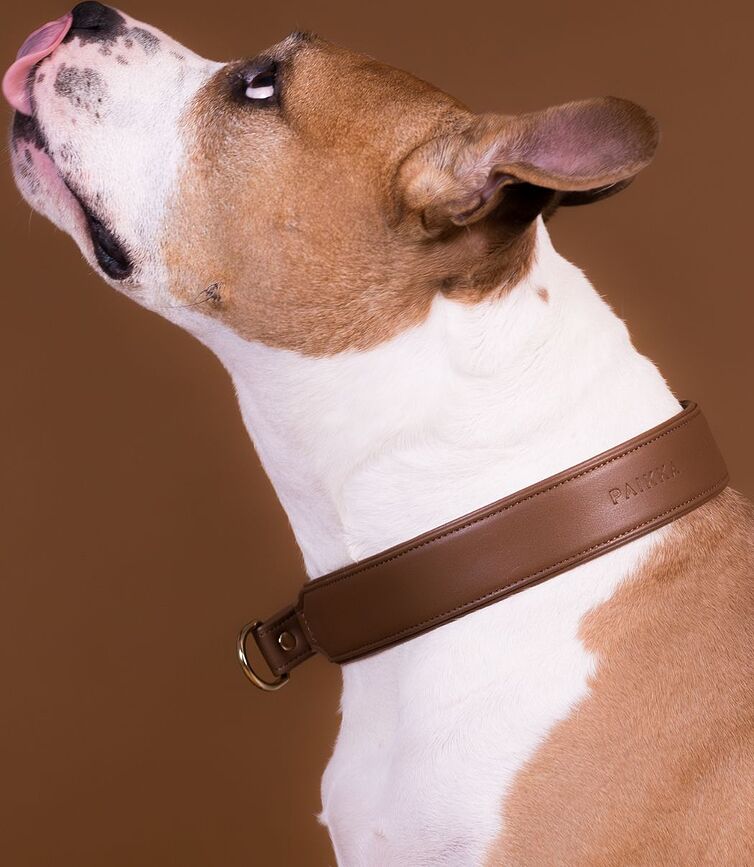 Collar para perro Martingale Lignify XL, marrón