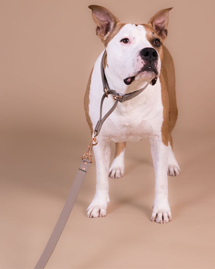 Collar para perro Martingale Lignify XL, color taupe