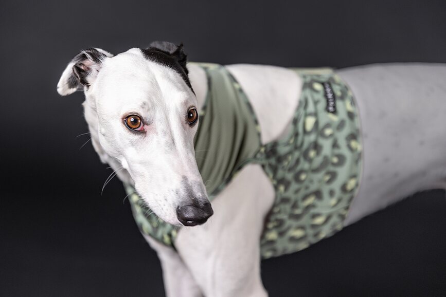 Cool Vest kølevest til hund XXL, grøn