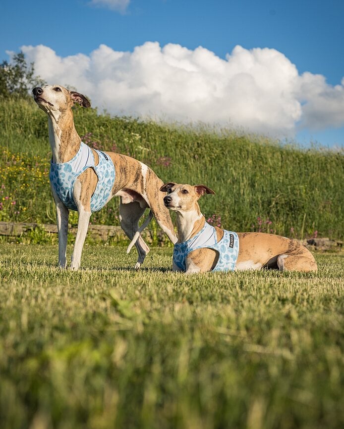 Cool Vest kølevest til hund, L, lyseblå