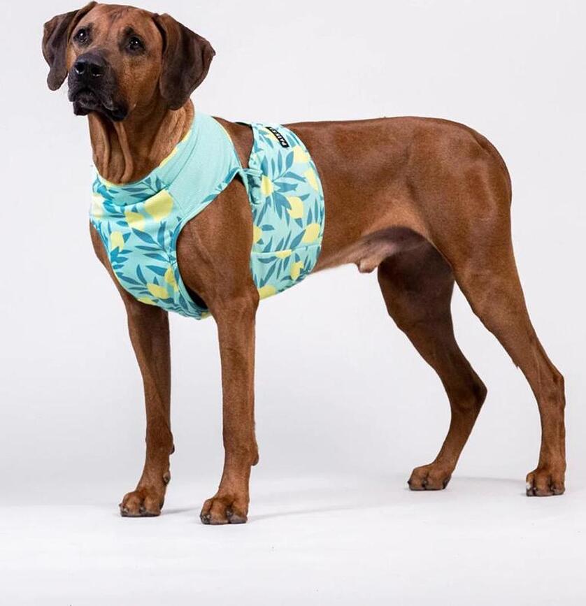 Cool Vest kølevest til hunde, med citroner, marineblå, XL