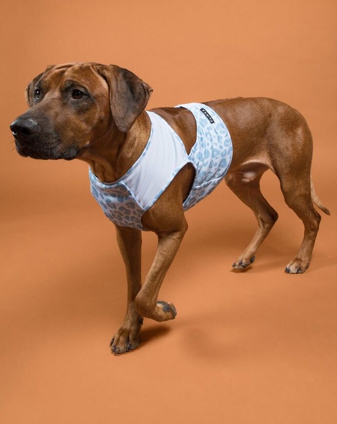 Cool Vest kylväst för hund L, blå