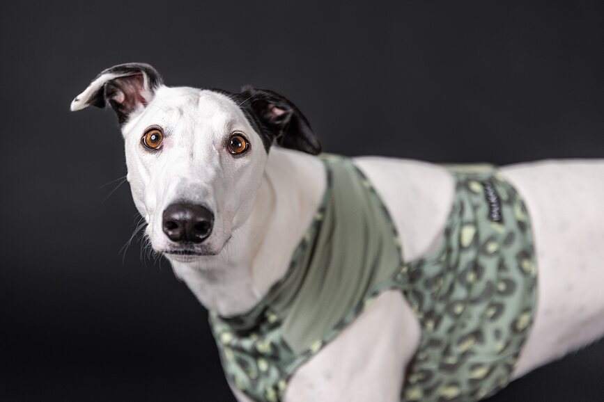 Gilet rafraîchissant pour chien Cool Vest XXL, vert
